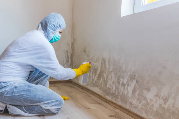 Licensed Mold Testing service in Waverly, TN - WQB Mold Removal